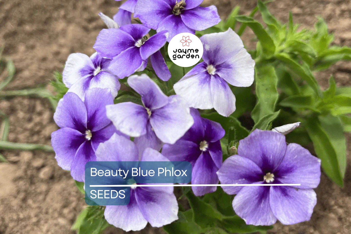 Beauty Blue Phlox Seeds, Phlox drummondii, 8-12 Inches Tall, Violet-Blue Blooms, Fragrant, Attracts Pollinators, USDA Zones 3-9, Non-GMO