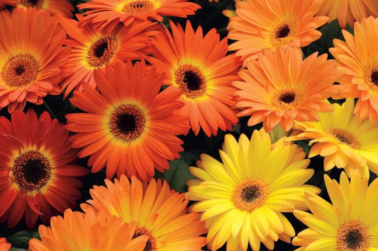 Majorette Gerbera Daisy Seeds – 200+ Premium Flower Seeds, , Compact & Colorful, Pollinator & Container Garden