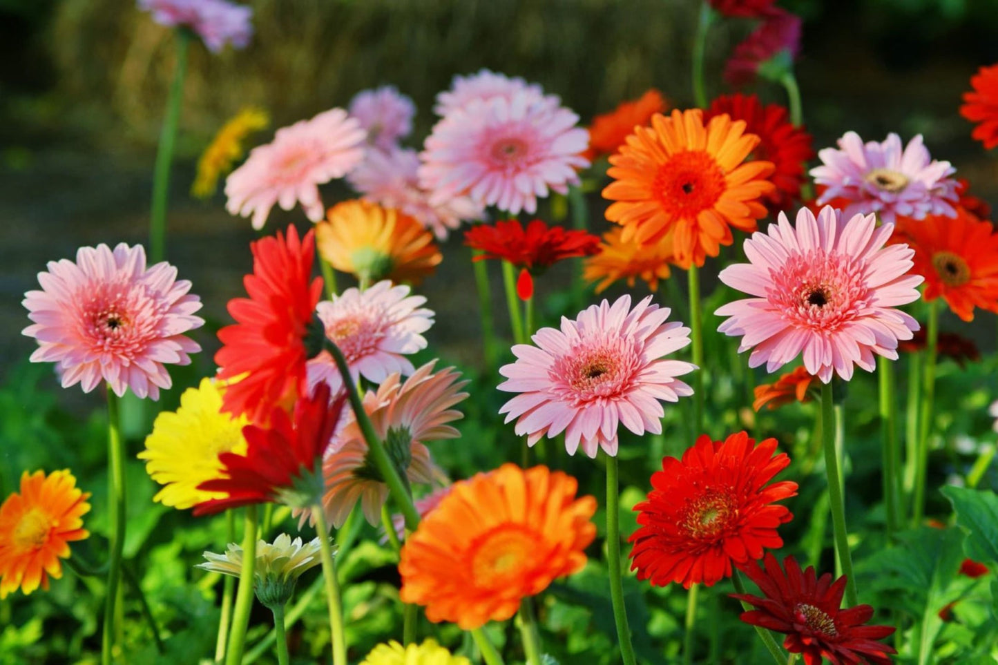 Majorette Gerbera Daisy Seeds – 200+ Premium Flower Seeds, , Compact & Colorful, Pollinator & Container Garden
