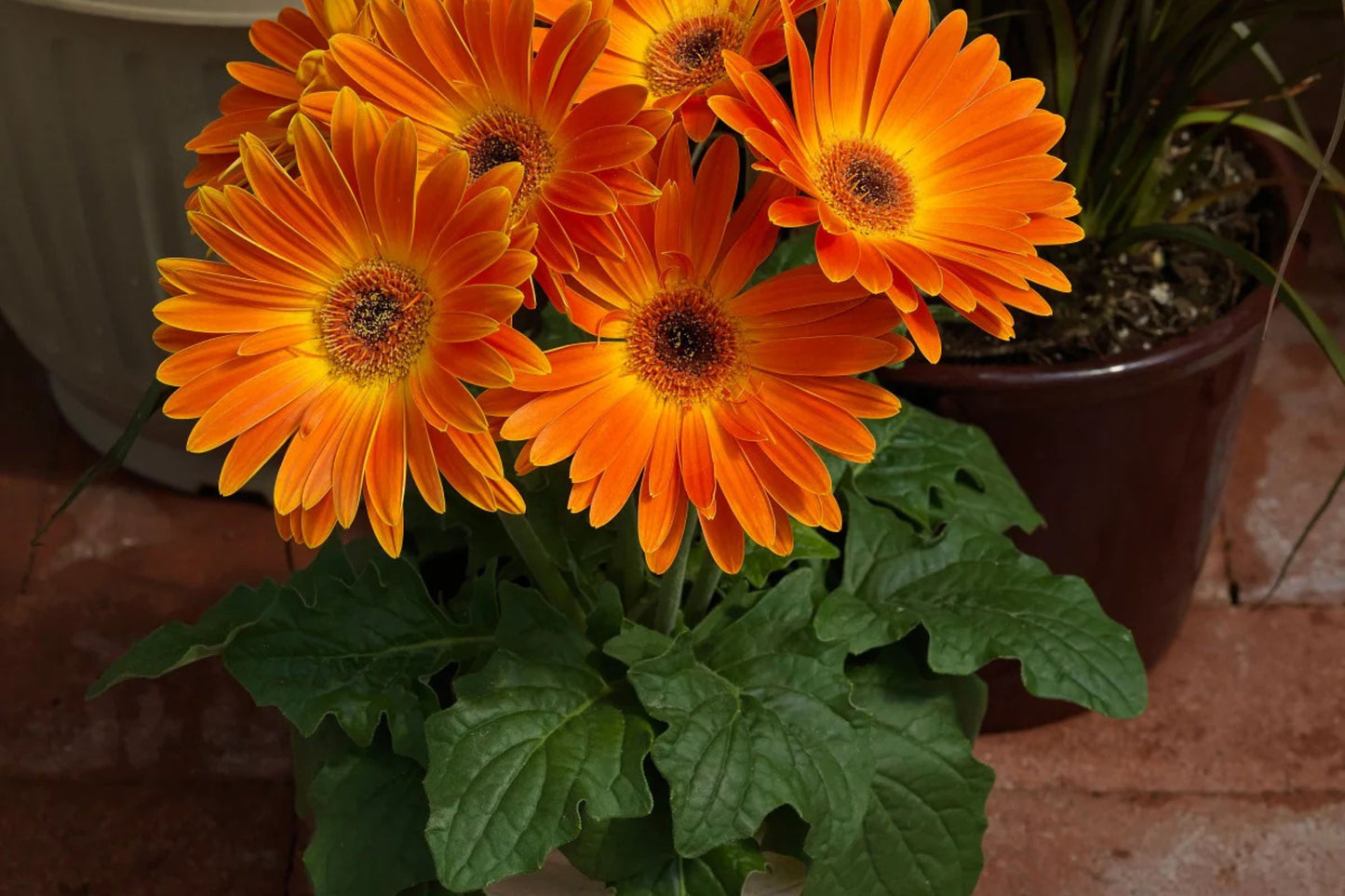 Majorette Gerbera Daisy Seeds – 200+ Premium Flower Seeds, , Compact & Colorful, Pollinator & Container Garden