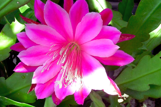 Epiphyllum Unrooted Cutting 8" Long Orchid Cactus Succulent X-Large Purple Flowering Plant