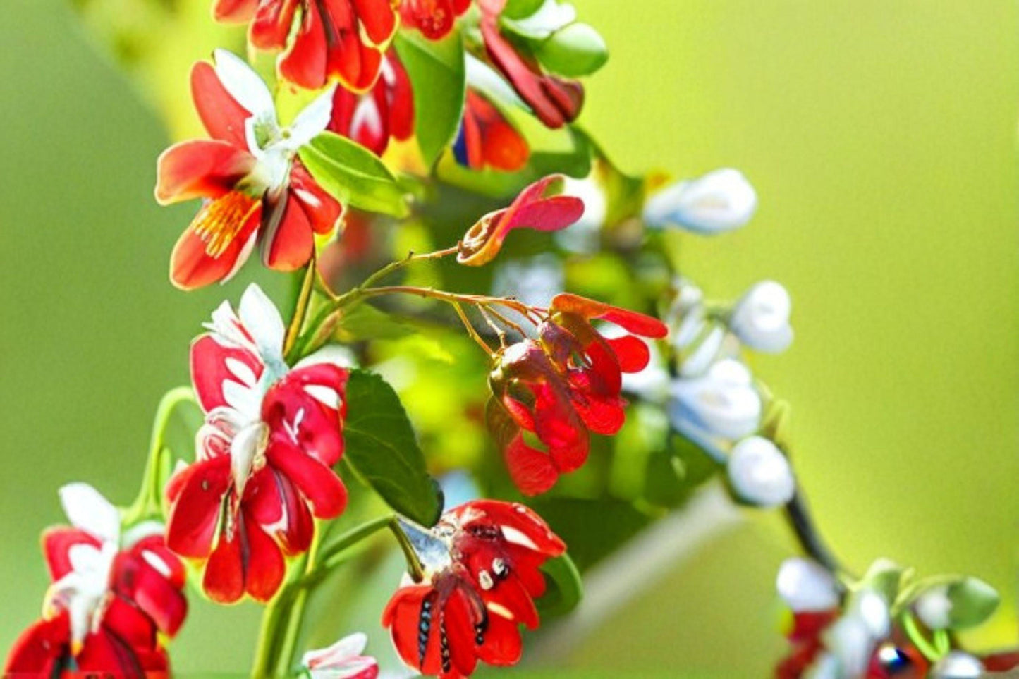Tatarian Maple Seeds: Ornamental Tree with Red Wings (10 Seeds)