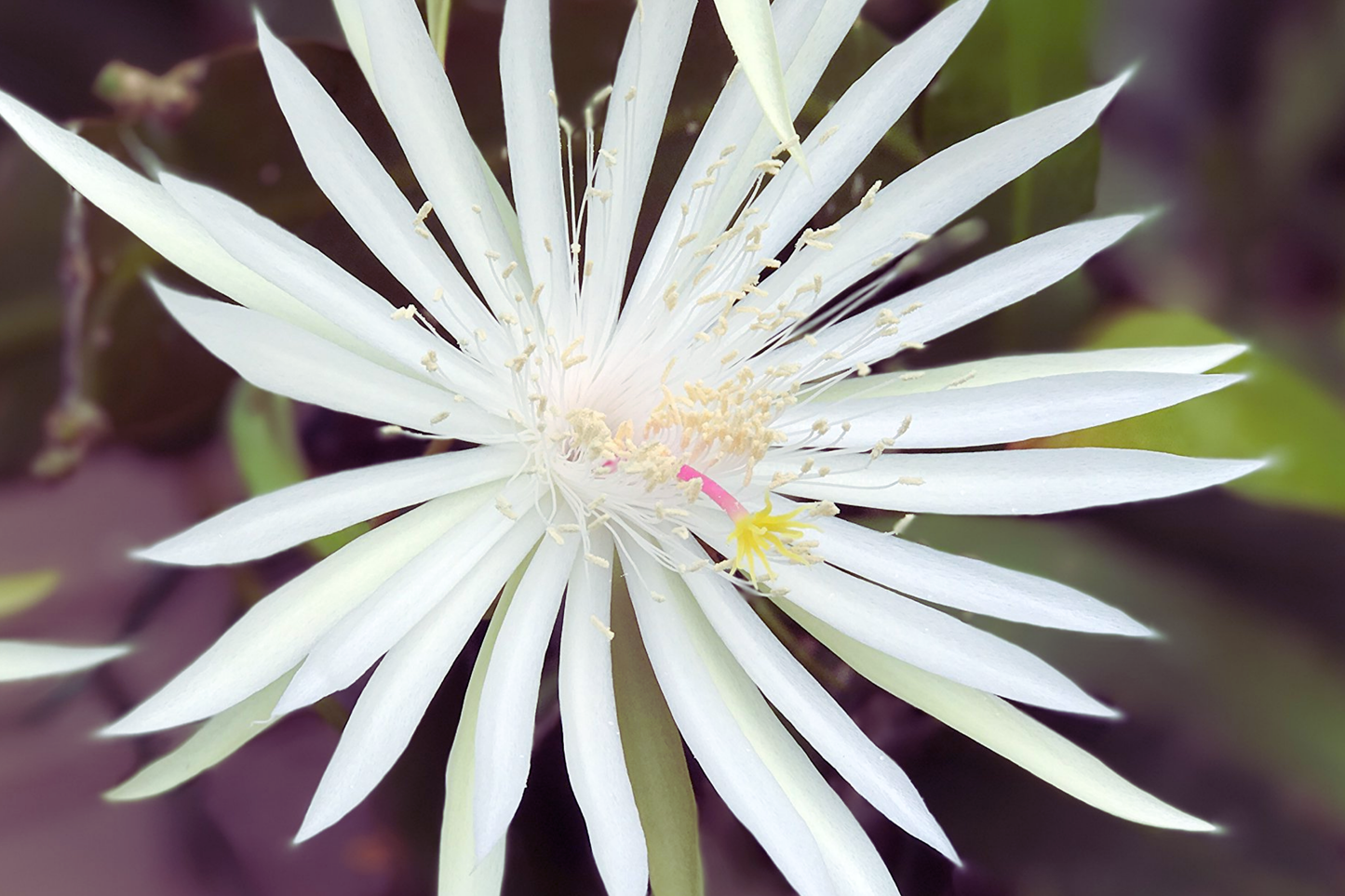 8" Epiphyllum Hookeri Strictum Orchid Cactus - Succulent Plant for Indoor Gardening