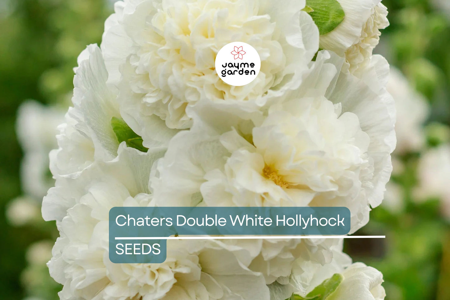 Chaters Double White Hollyhock Seeds, Alcea rosea, 4-6 Feet Tall, Fully Double White Blooms, Attracts Pollinators, USDA Zones 3-8, Non-GMO