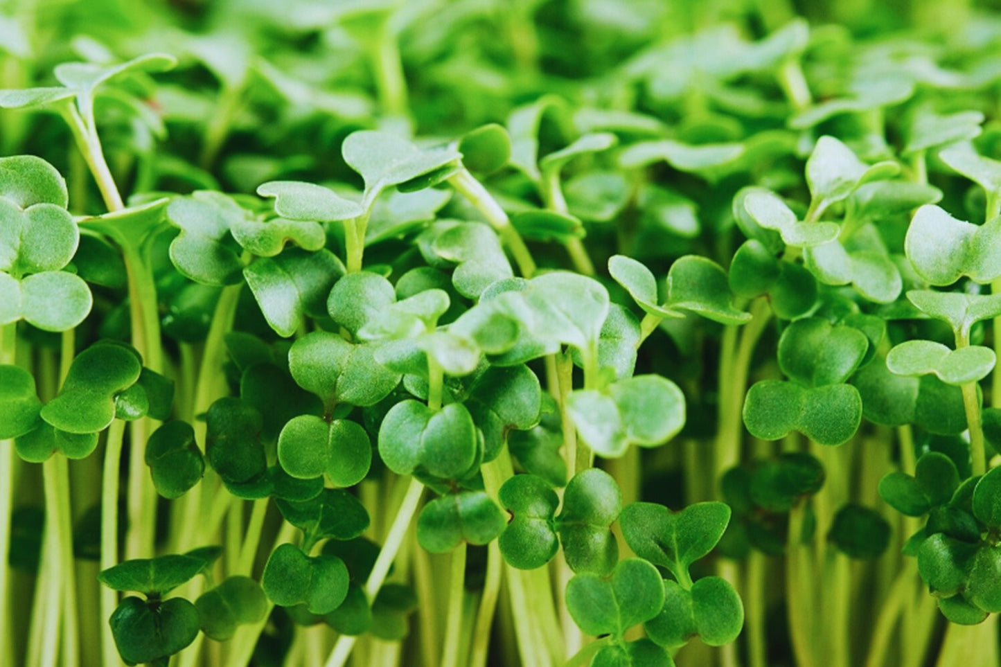 Broccoli Microgreen Seeds - 3oz Non-GMO - Heirloom Variety (Brassica oleracea) - USA Grown