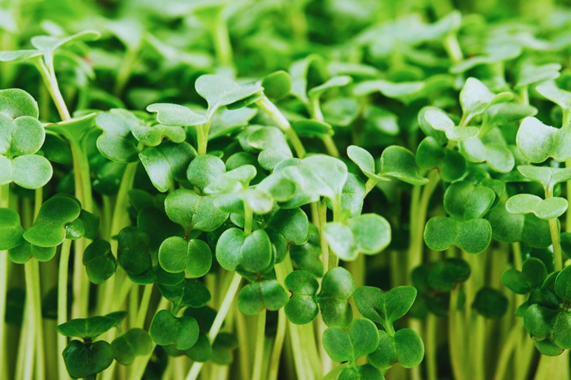 Broccoli Microgreen Seeds - 3oz Non-GMO - Heirloom Variety (Brassica oleracea) - USA Grown