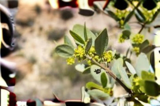 5 Seeds | Jojoba (Simmondsia chinensis) | Desert Shrub | Drought Tolerant Plant | Natural Oil Source