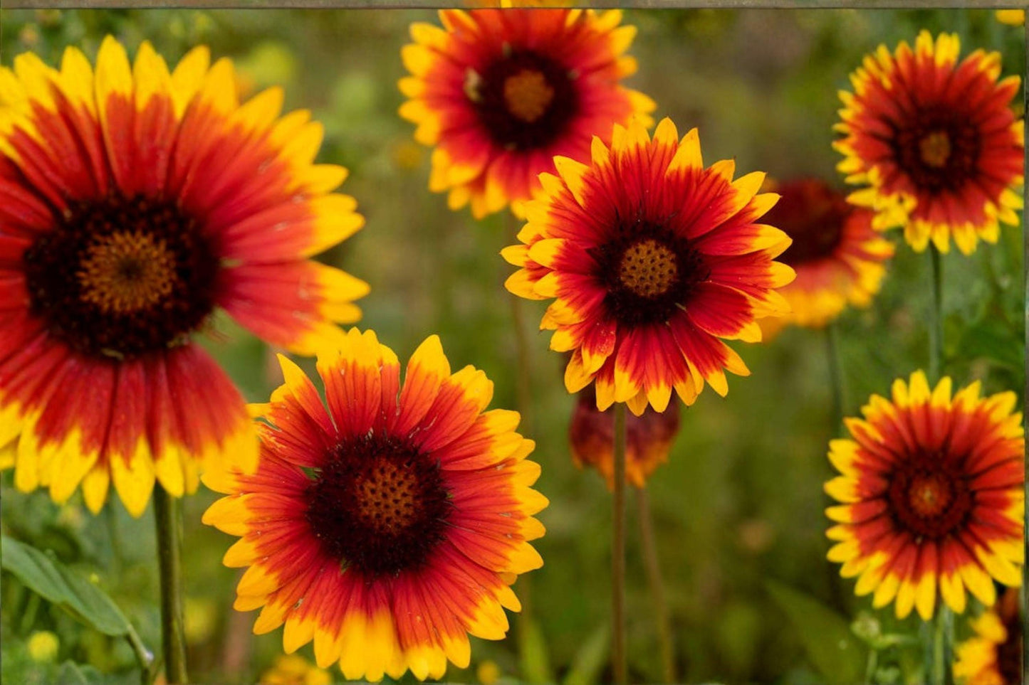 25 Blanketflower Seeds – Gaillardia aristata – Meriwether Wildflower – Drought Tolerant – Pollinator Plant