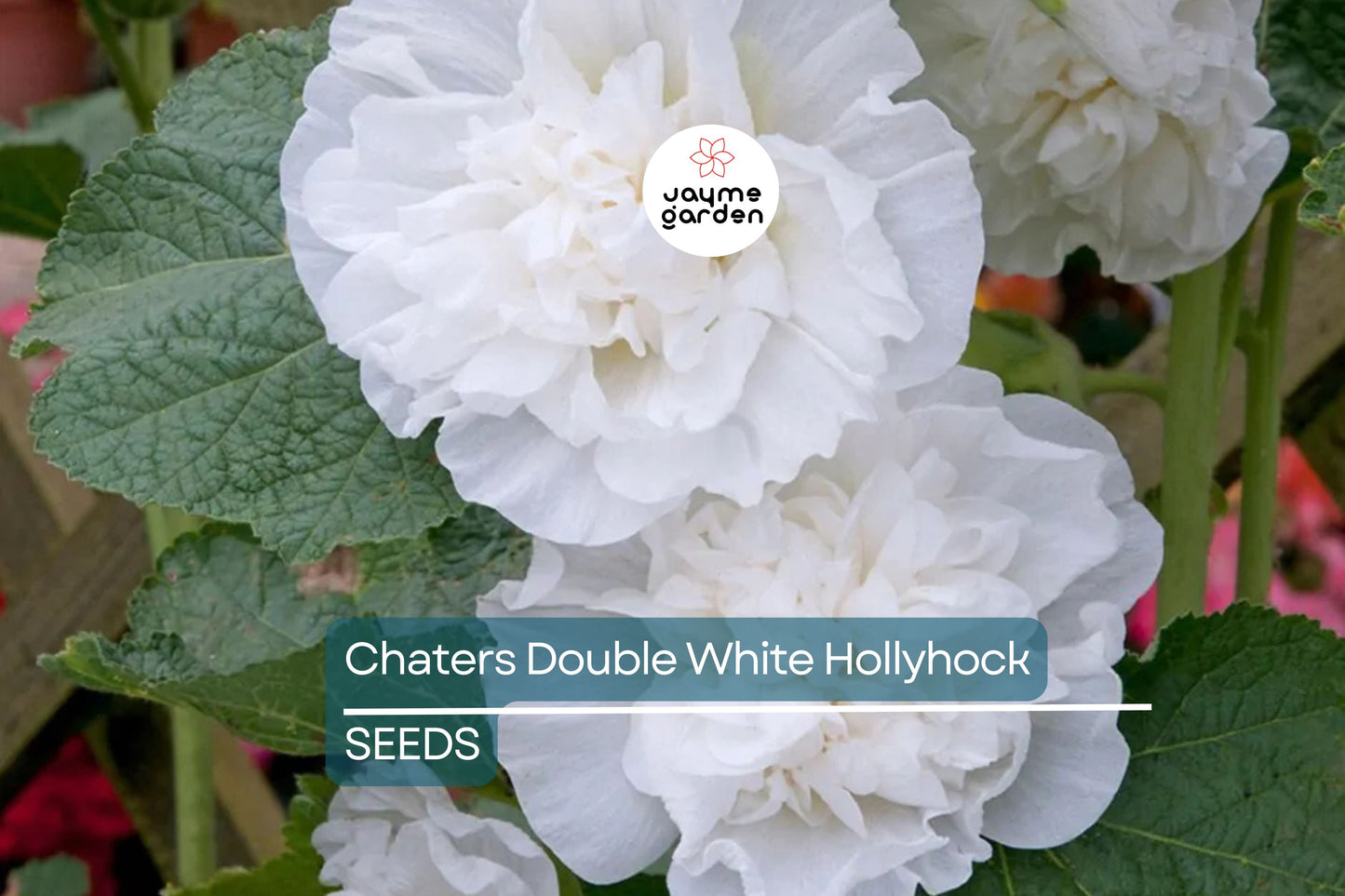 Chaters Double White Hollyhock Seeds, Alcea rosea, 4-6 Feet Tall, Fully Double White Blooms, Attracts Pollinators, USDA Zones 3-8, Non-GMO