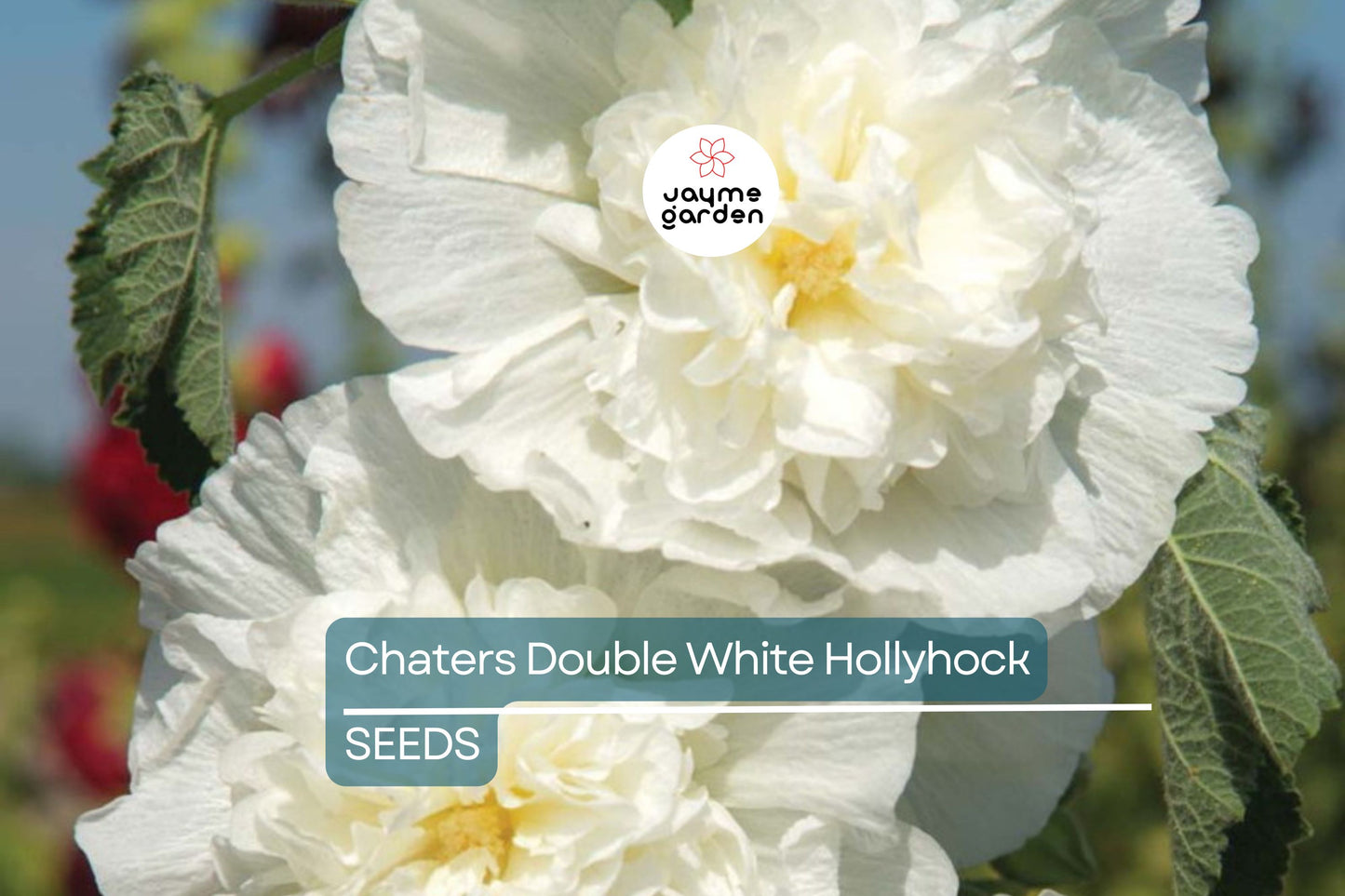 Chaters Double White Hollyhock Seeds, Alcea rosea, 4-6 Feet Tall, Fully Double White Blooms, Attracts Pollinators, USDA Zones 3-8, Non-GMO