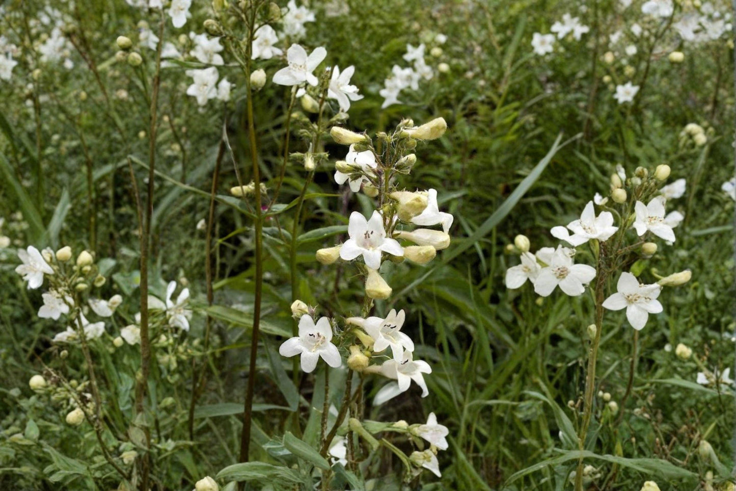 100 Foxglove Beardtongue Seeds – Penstemon digitalis – Native White Wildflower