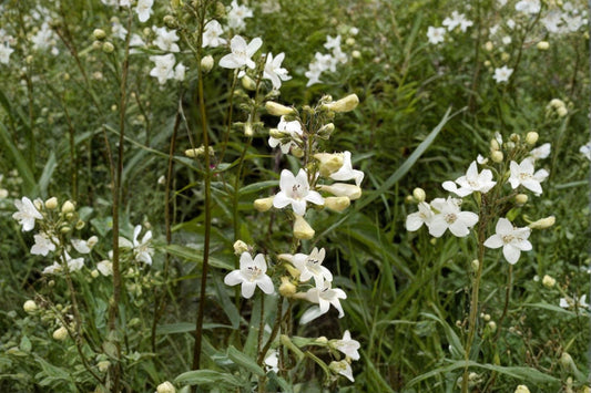 100 Foxglove Beardtongue Seeds – Penstemon digitalis – Native White Wildflower