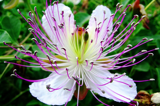 Caper Bush Seeds 20 PCS, Capparis Spinosa, Perennial Flowering Plant, White Flowers, Edible Caper Berries, USDA Zones 9-11