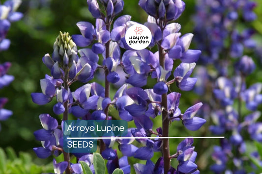 Arroyo Lupine Seeds, Lupinus succulentus, 24-48 Inches Tall, Purple-Blue & White Blooms, Drought Tolerant, USDA Zones 3-9, Non-GMO