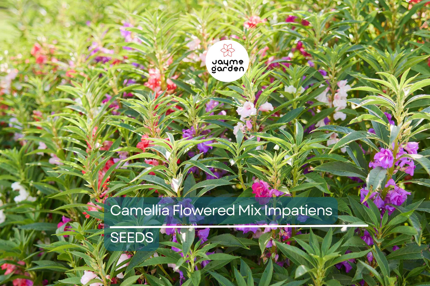 Camelia Flowered Mix Impatiens Seeds | Non-GMO | 50-1,000 Seeds | 8-14 Inches Tall | Full Sun/Partial Shade | USDA Zones 3-10 | Free Shipping