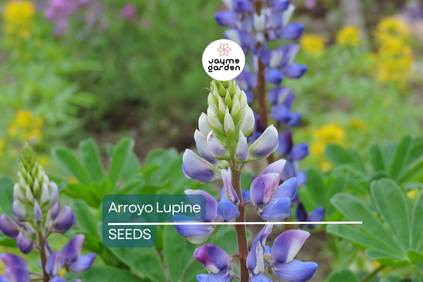 Arroyo Lupine Seeds, Lupinus succulentus, 24-48 Inches Tall, Purple-Blue & White Blooms, Drought Tolerant, USDA Zones 3-9, Non-GMO