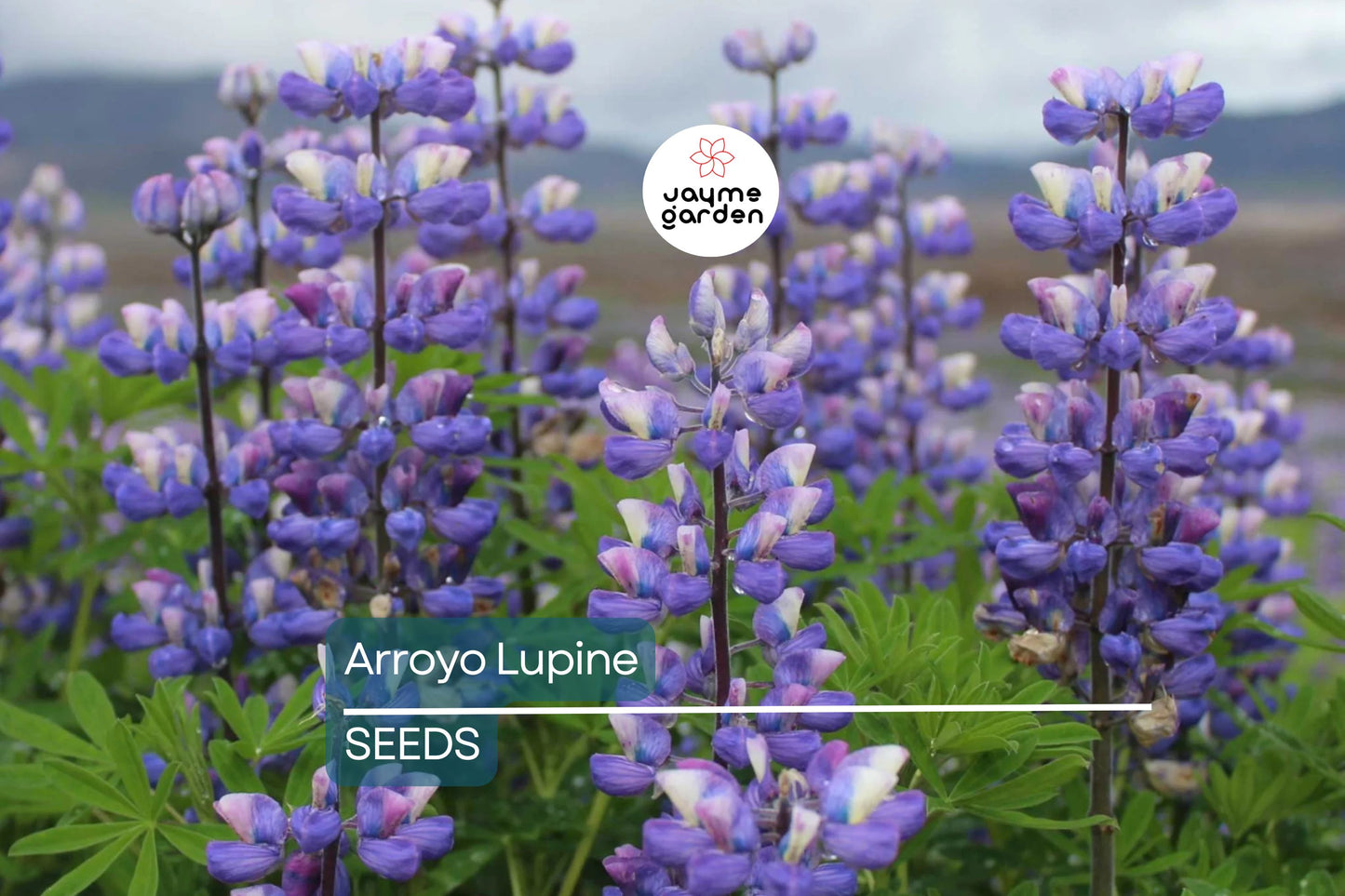 Arroyo Lupine Seeds, Lupinus succulentus, 24-48 Inches Tall, Purple-Blue & White Blooms, Drought Tolerant, USDA Zones 3-9, Non-GMO