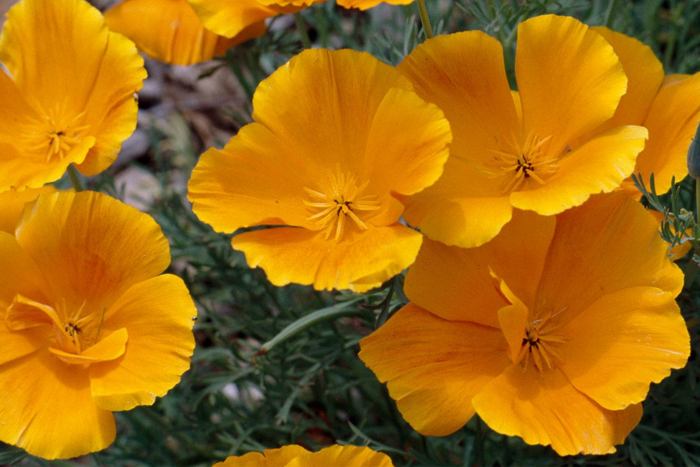 California Poppy Seeds - 30 Seeds Golden Thai Silk (Eschscholzia californica) - Dwarf Double, Apricot Chiffon, Home Garden