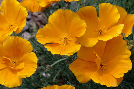 California Poppy Seeds - 30 Seeds Golden Thai Silk (Eschscholzia californica) - Dwarf Double, Apricot Chiffon, Home Garden
