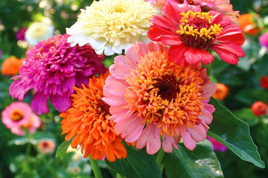 Scabiosa Flowered Zinnia Seeds – 100+ Unique Bloom Seeds, , Double Petals, Cut Flower Garden, Pollinator Favorite