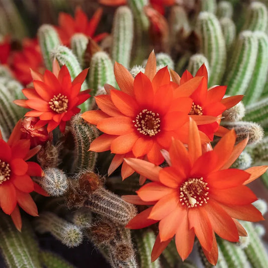 5 Echinopsis chamaecereus Cuttings – Peanut Cactus, Unrooted Succulent Starts, Easy Grower, Orange Blooming Cactus Propagation