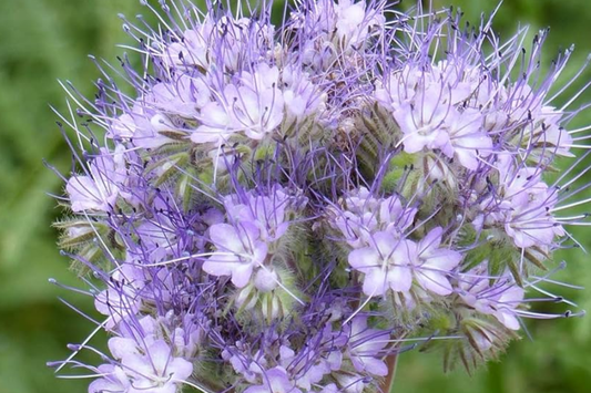 500 Seeds Lacy Phacelia Purple Tansy Flower Seeds Phacelia tanacetifolia for Home Gardening, Insectary Plant, Pollinator Friendly