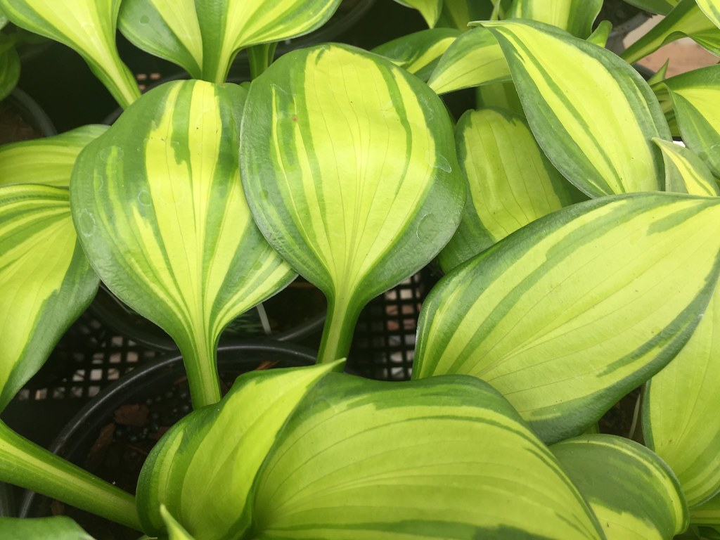 Rainbow's End Hosta 1 Live Perennial, 1 Gallon – Hosta ‘Rainbow's End’
