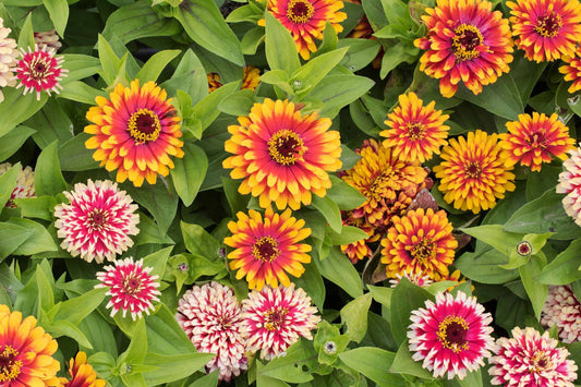 Swizzle Mix Zinnia Seeds - 100+ Heirloom Flower Seeds, , Bi-Color Blooms, Cut Flower & Pollinator Garden