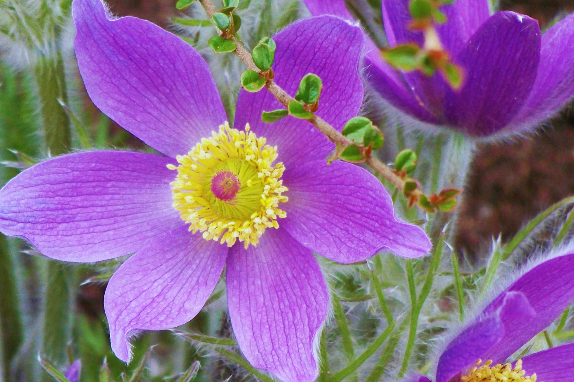 Pasque Flower Seeds, 35 Count, White, Anemone Pulsatilla Vulgaris, Perennial, Spring Bloom, Drought Tolerant Gardening