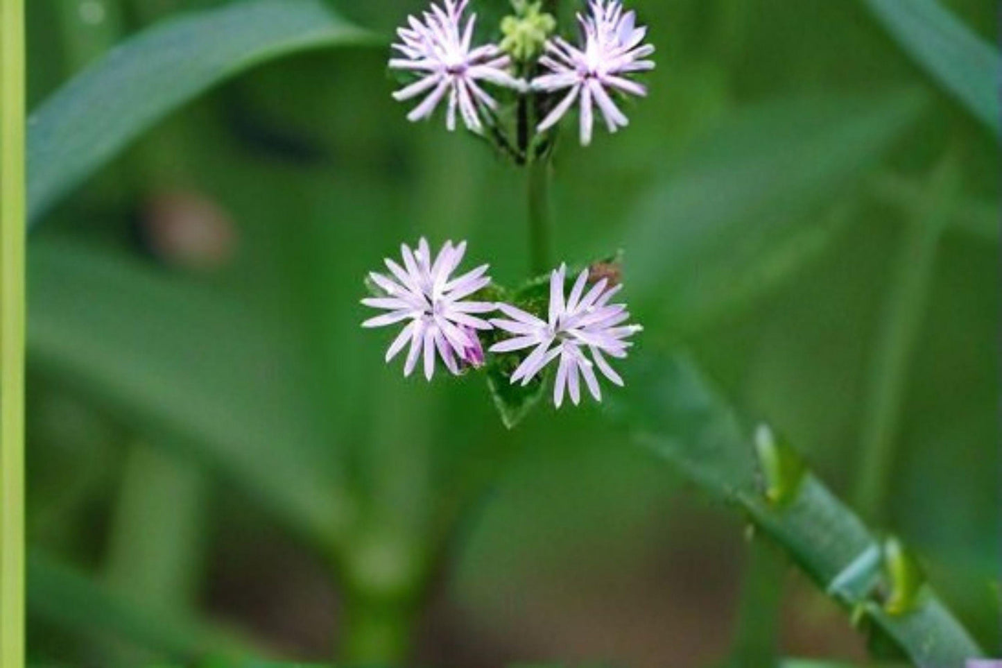 100 Seeds Elephantopus carolinianus – Carolina Elephant’s Foot, Native Wildflower for Pollinator & Woodland Gardens