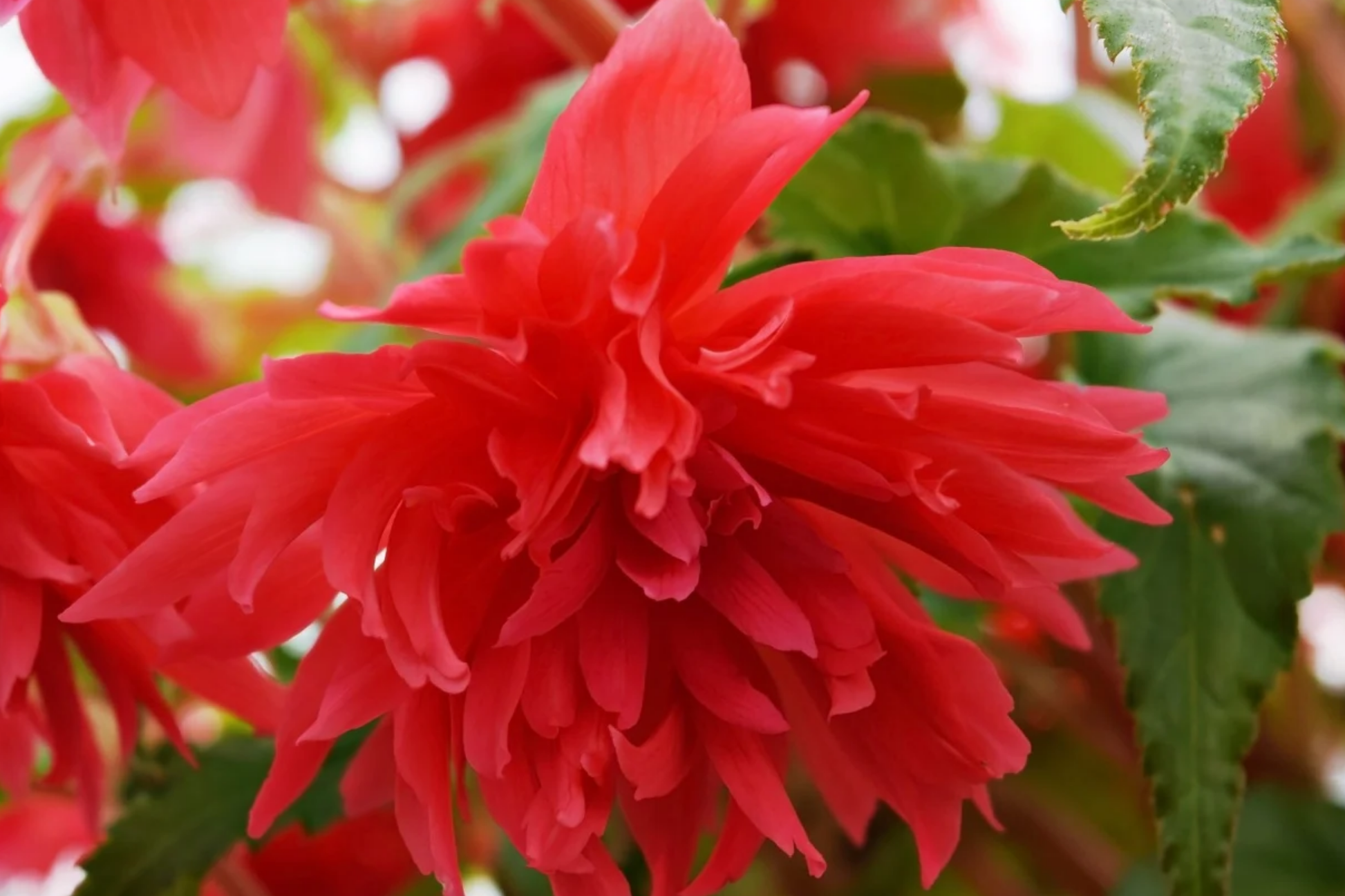 Begonia Seeds, 5 Seeds, Bossa Nova Yellow, Pale Yellow Blooms, Begonia x tuberhybrida