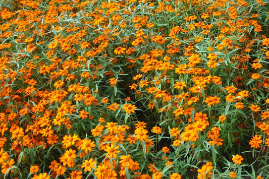Starbright Mix Zinnia Seeds - 100+ Colorful Flower Seeds, , Pollinator Favorite, Cut Flower Garden, USA Grown