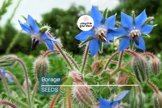 Borage Seeds | 100 Seeds | Heirloom - Non-GMO | Cucumber-Flavored Herb | Edible Blue Flowers | USDA Zones 3-10 | Free Shipping