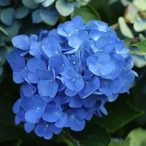 2 Live Blue Hydrangea Bushes – 18” Bareroot Plants | Fragrant, Large Blooming Shrub, Perennial Flowering Landscape Plant