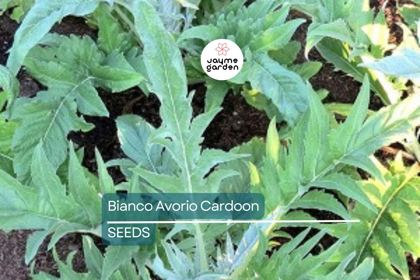 Bianco Avorio Cardoon Seeds, Cynara cardunculus, 2-6 Feet Tall, Artichoke-Flavored Stems, Heirloom, USDA Zones 6-11, Non-GMO