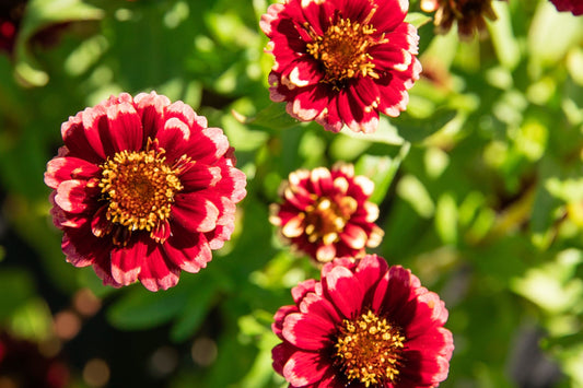 Aztec Burgundy Bicolor Zinnia Seeds – 100+ Heirloom Flower Seeds, , Striking Dual-Tone Blooms, Cut Flower & Pollinator Garden