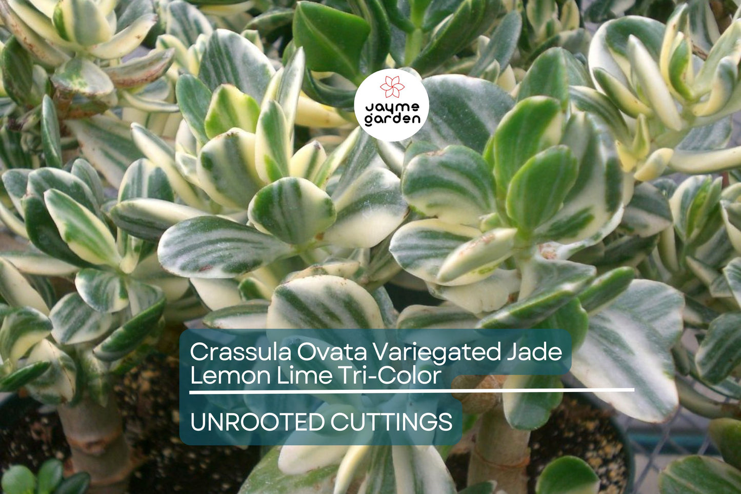 5 Cuttings Crassula Ovata Variegated Jade Lemon Lime Tri-Color Succulent Cactus