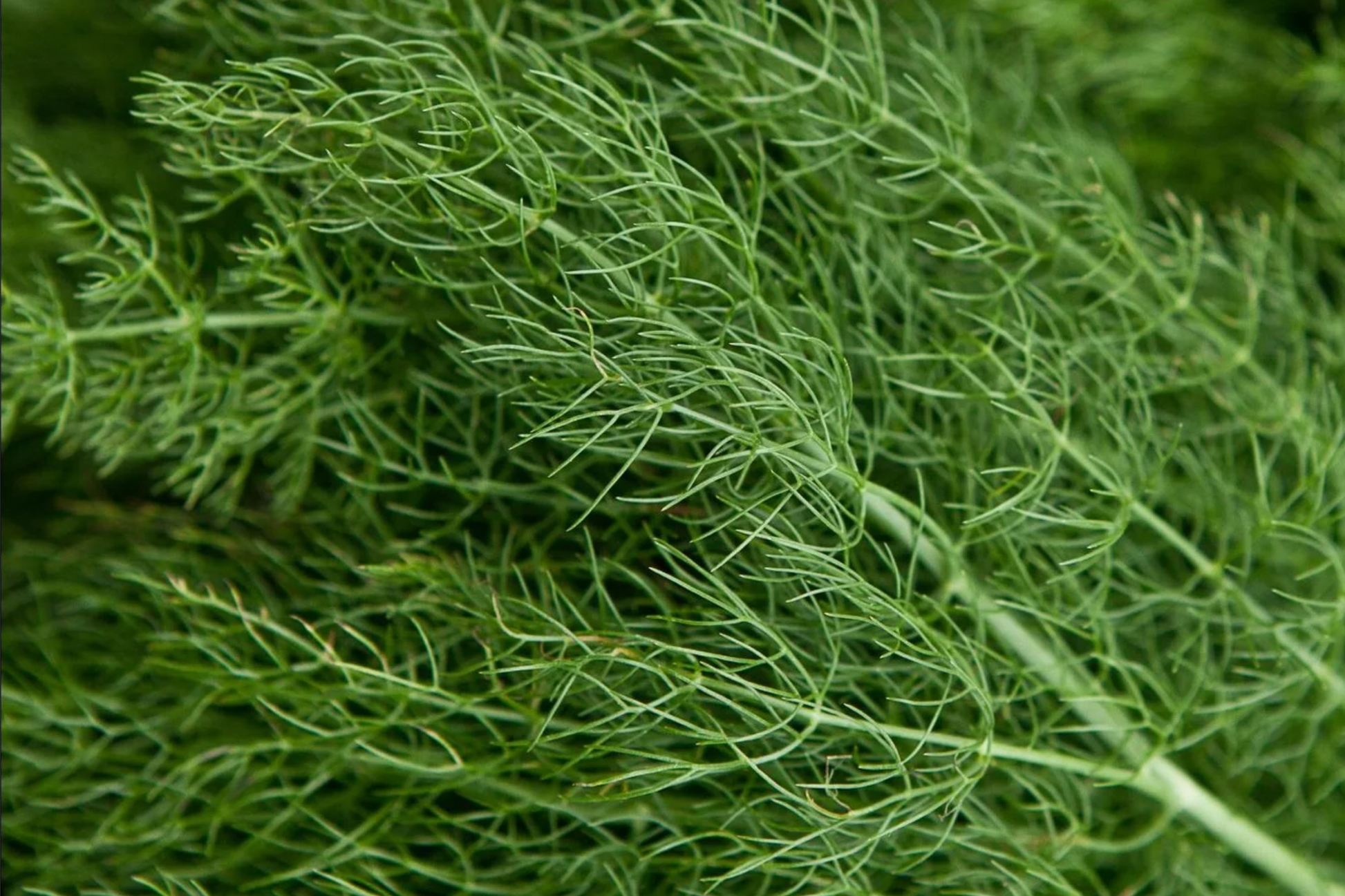 Dill Herb Seeds 500 Seeds G124 Bouquet Easy Grow Microgreen Anethum graveolens