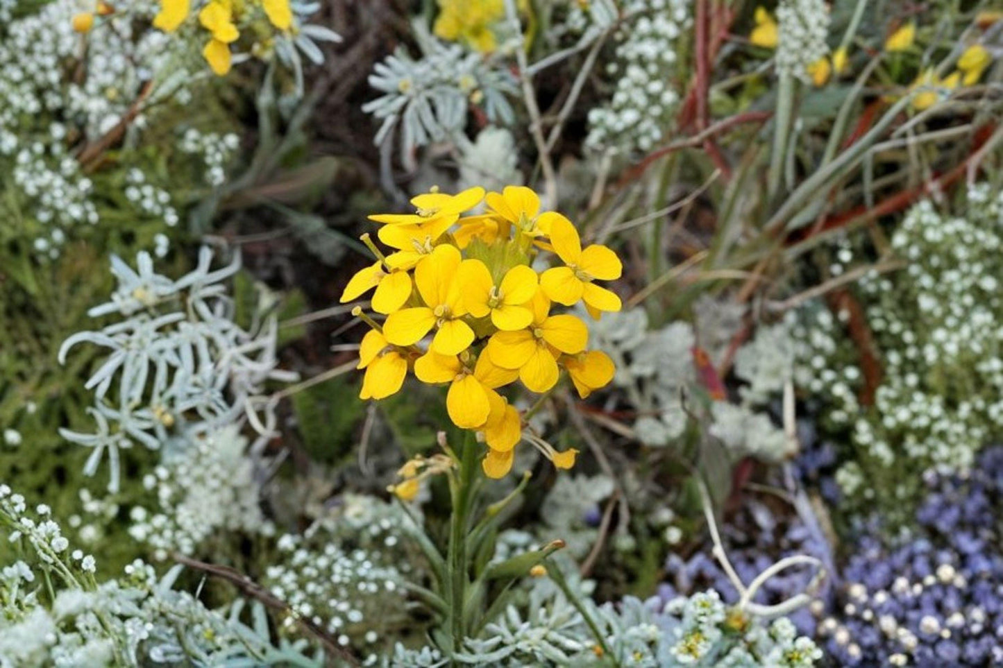 100 Seeds Erysimum capitatum — Western Wallflower, Bright Native Wildflower for Meadows & Dry Gardens