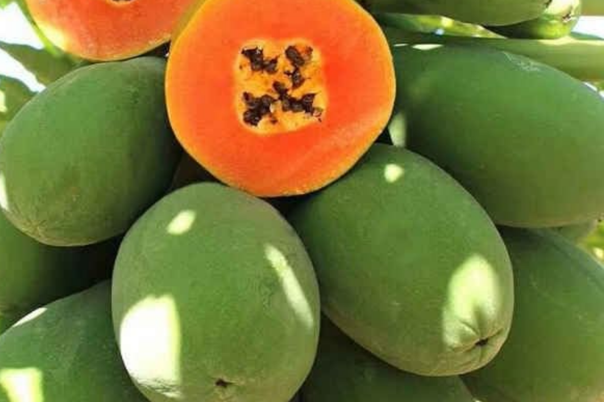 30 PCS Papaya Seeds E19, Dwarf Hovey Carica L., Rare Fruit Tree Seeds for Bonsai, Outdoor Gardening, Subtropical Perennial
