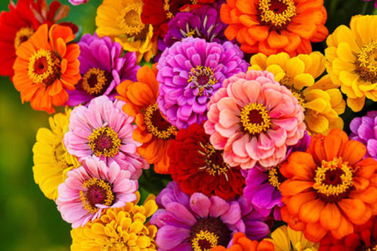 California Giants Mix Gerbera Daisy Seeds – 200+ Flower Seeds, , Vibrant Colors, Cut Flower Garden, USA Grown