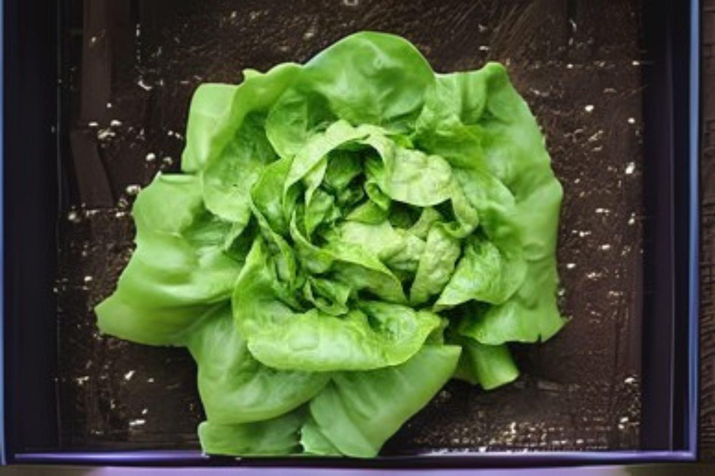 700 Seeds Buttercrunch Butterhead Lettuce – Crisp Heirloom Butterhead Variety for Fresh Salads & Wraps
