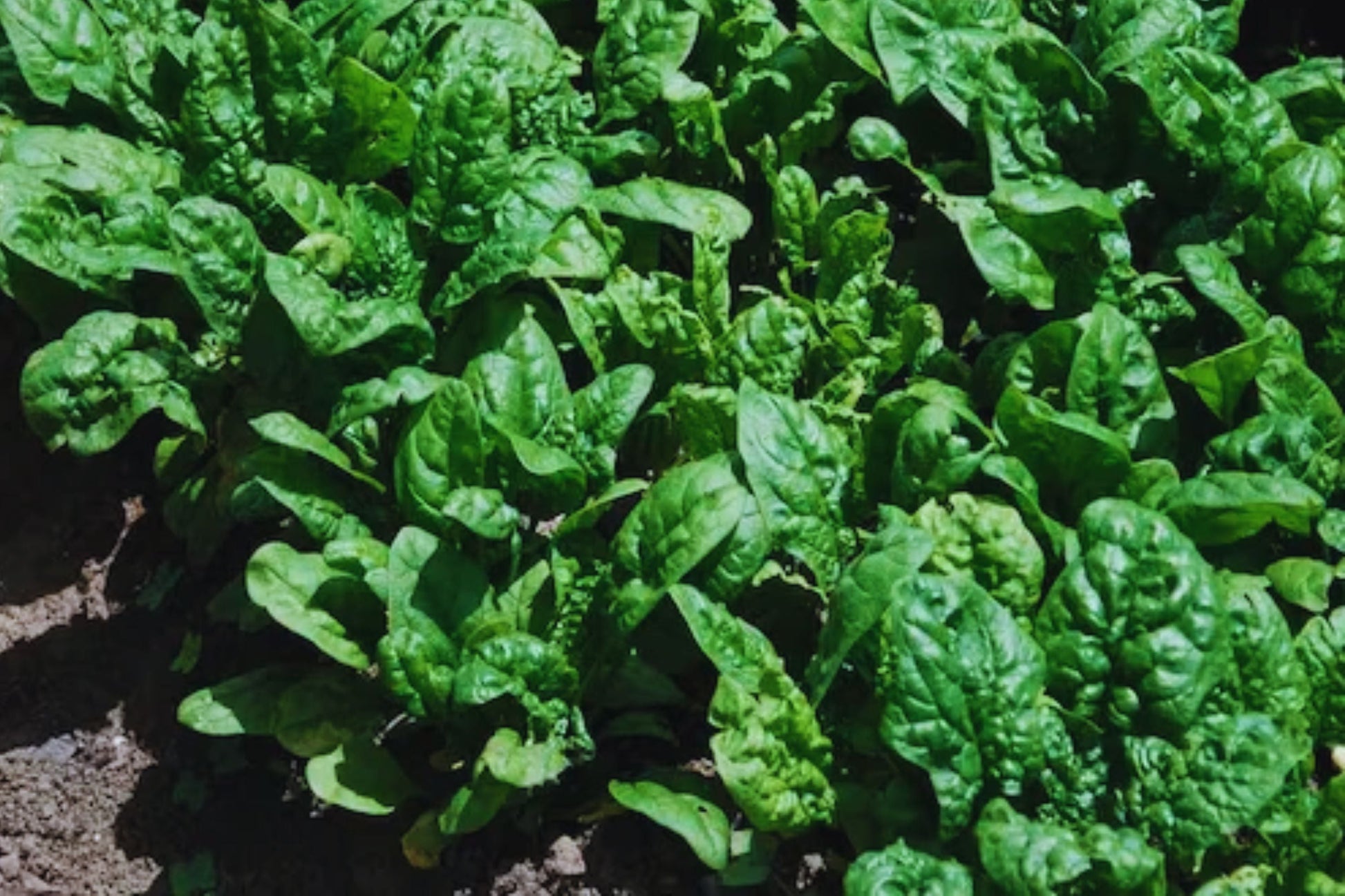 Bloomsdale Spinach Seeds - 150+ Non-GMO Heirloom Seeds for Fresh Garden | Spinacia oleracea