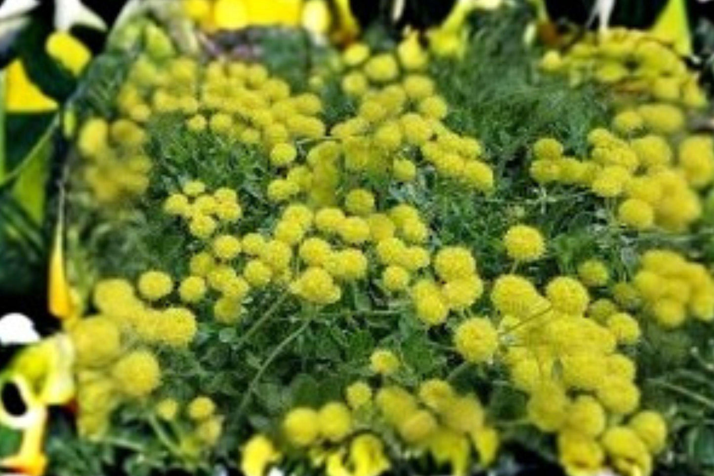 100 Seeds Eriogonum umbellatum — Sulfurflower Buckwheat, Drought-Tolerant Native Perennial for Dry Gardens