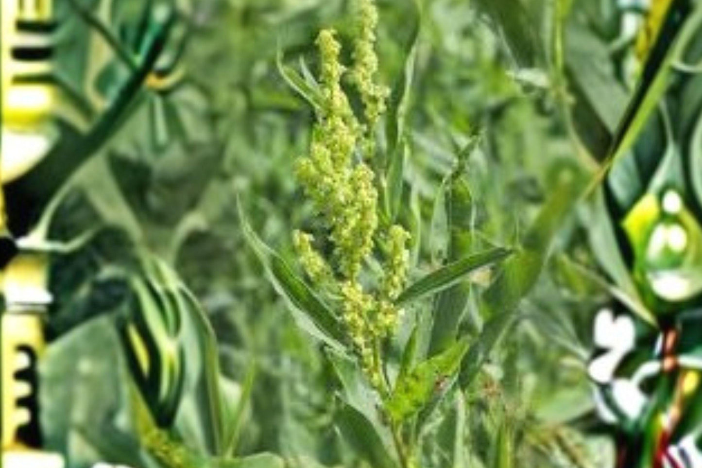 100 Seeds Rumex altissimus — Pale Dock, Moist-Soil Native Plant for Wet Meadows & Stream Banks