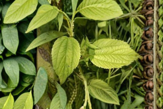 100 Smallspike False Nettle Seeds – Native Wetland Perennial