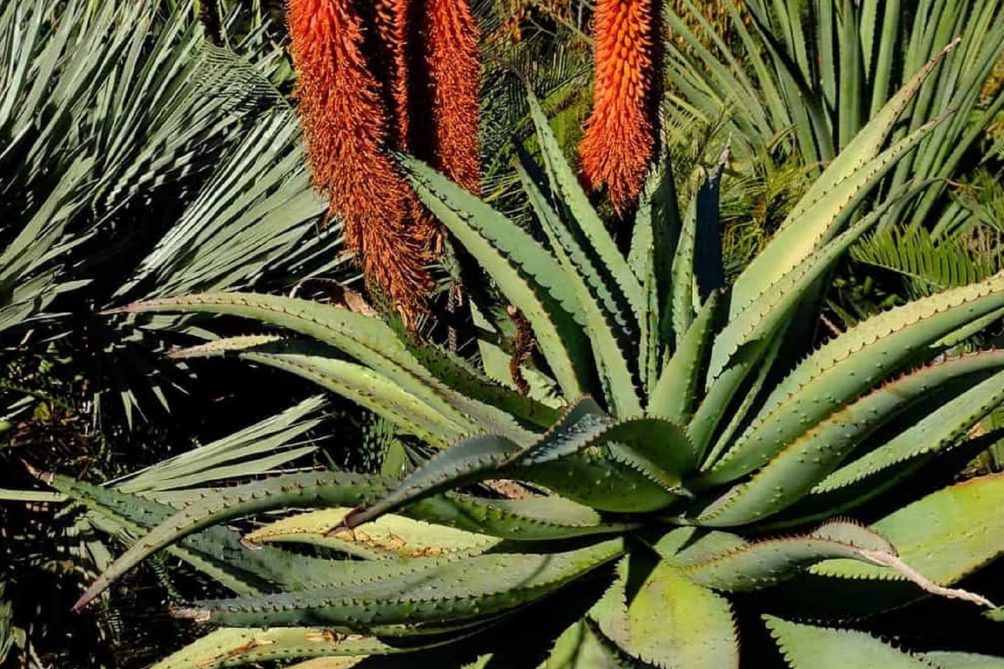 Aloe Speciosa Seeds - 20 PCS - Unique Succulent Seeds for Planting - Fast US Shipping