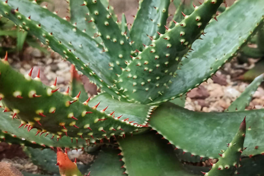 Aloe Aculeata Seeds - 10 PCS - Hardy South African Succulent - Low Water, Heat Tolerant, Yellow & Red Flowers
