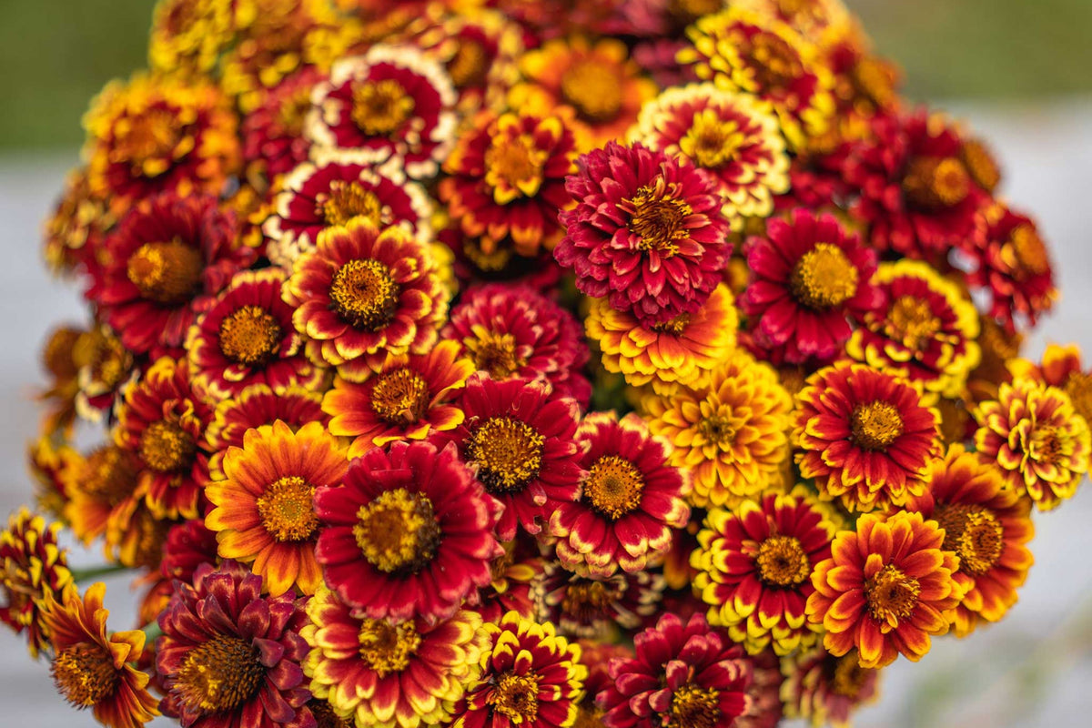 Aztec Sun Set Aztec Sunset Zinnia Seeds - 100+ Heirloom Flower Seeds, USA Grown, , P ...