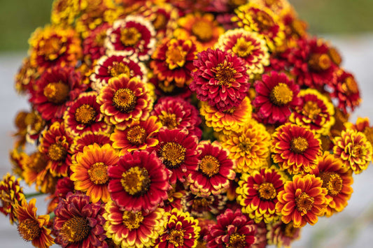 Aztec Sunset Zinnia Seeds - 100+ Heirloom Flower Seeds, USA Grown, , Pollinator Favorite, Cut Flower Garden